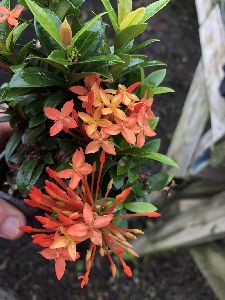 Ixora Dwarf Orange Plant