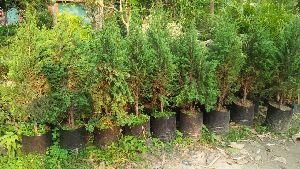 Juniperus Chinensis Plant