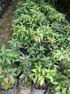 Mango Mallika Plant