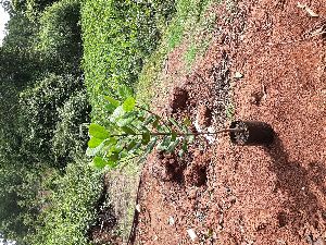 Cashew Plants