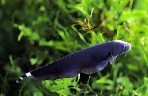Feather Aquarium Fish