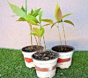Hybrid Lichi Plant