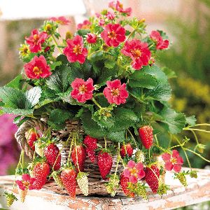Hybrid Strawberry Plant