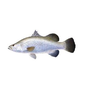 Sea Bass Fish