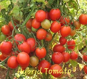 Hybrid Red Tomato