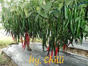 Hybrid Green Chilli