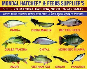 Jayanti rohu fish seed