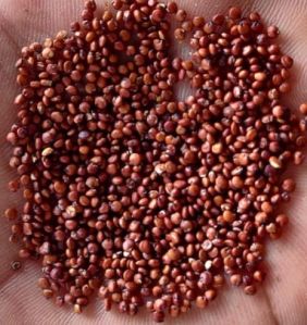 BEST QUALITY RED QUINOA