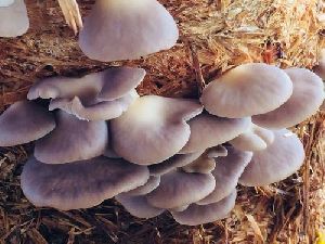 Fresh Oyster Mushroom Spawn