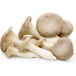Pleurotus Ostreatus Mushroom