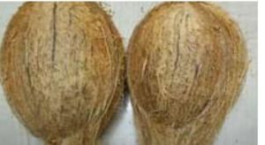 coconut