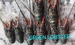 Green Lobster