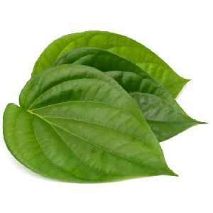 Betel Leaves in West bengal - Manufacturers and Suppliers India
