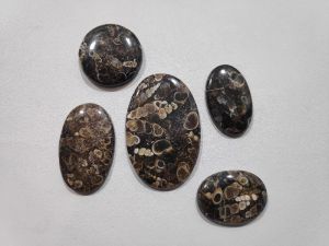 Turtela Cabochon