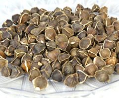 Moringa Wingless Seeds