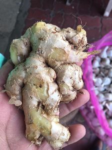 fresh ginger