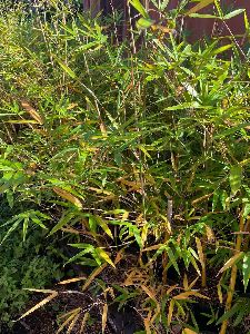 balcooa bamboo plant