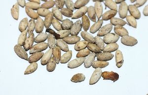 neem seeds