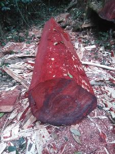 Red Wood Paddak (Pterocarpus)