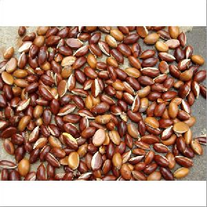 Indian Mahua Seeds