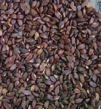 Subabool Seeds