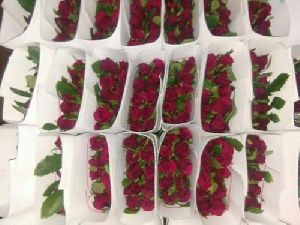 Dutch Rose Flowers