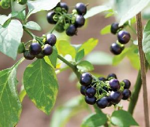 Makoy wonderberry /Solanum burbankil