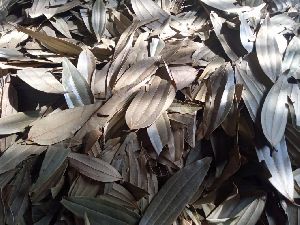 Tejpata Bay Leaf Cinnamomum Tamala