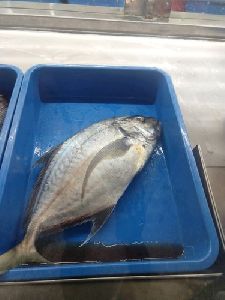malabar fish