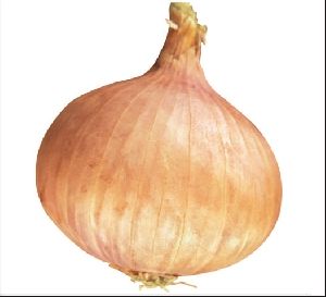 Onion  Seeds InnoVeg – 21