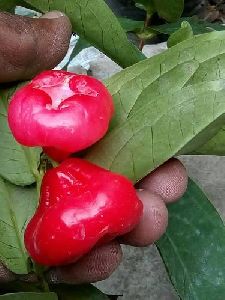 Red Water Apple Plant