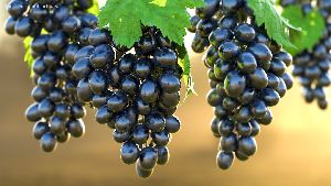 fresh black grapes