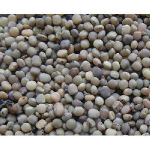 Cluster Bean Seeds