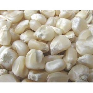 White Hybrid Maize Seeds