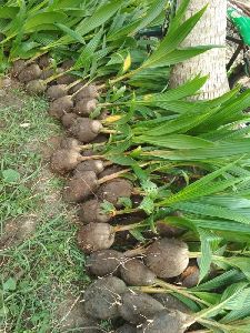 fresh coconut plant