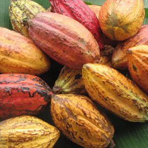 Forastero Cacao Beans