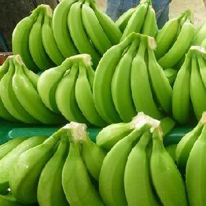 green cavendish banana