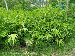 Dendrocalamus Strictus Bamboo Plant\'s