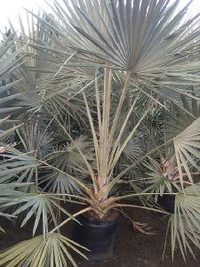 Bismareca Palm Tree