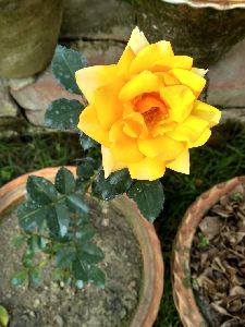 Yellow Rose Plant's