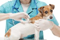 Pet Vaccination Services