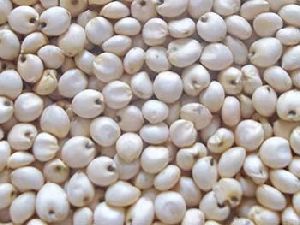 White Sorghum Seeds