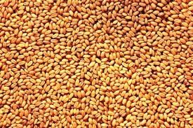 Wheat Tukdi (4037/4082) Milling Quality best for chapati