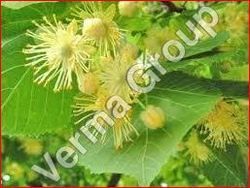 Linden Blossom Absolute Oil