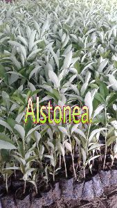 Alstonia Plants