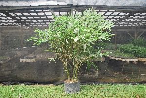 Bambusa Ventricosa Plant\'s