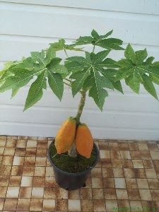 Dwarf Papaya Plant