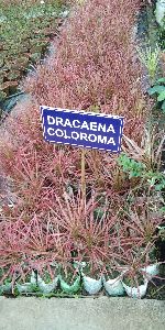 Dracaena Coloroma Plants