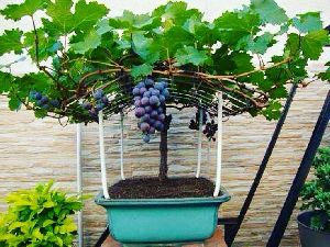 Dwarf Black Grape Plants