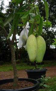 Mango Malika Grafted Plants, Color : Green